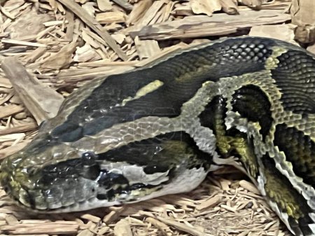 Téléchargez les photos : A Snake in its Habitat - en image libre de droit