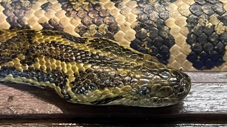 Téléchargez les photos : A Snake in its Habitat - en image libre de droit