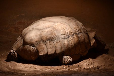 Photo for A Big Slow Tortoise In A Shell - Royalty Free Image