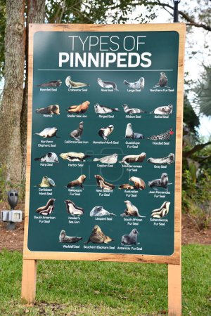 Foto de ORLANDO, FL - DIC 29: Tipos de póster de Pinnipeds en SeaWorld Orlando en Florida, como se ve en Dec 29, 2022. Es un parque zoológico temático y marino que tiene muchos espectáculos y atracciones en vivo, incluyendo paseos y exhibiciones de animales.. - Imagen libre de derechos
