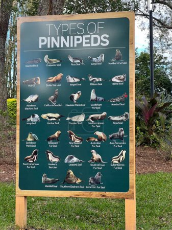 Foto de ORLANDO, FL - DIC 29: Tipos de tabla de pinnípedos en SeaWorld Orlando en Florida, como se ve en Dec 29, 2022. Es un parque zoológico temático y marino que tiene muchos espectáculos y atracciones en vivo, incluyendo paseos y exhibiciones de animales.. - Imagen libre de derechos