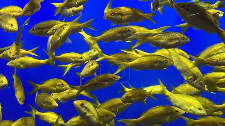 Photo for Pretty Yellow Fish in Water - Royalty Free Image