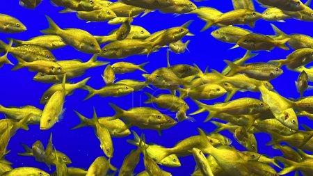 Photo for Pretty Yellow Fish in Water - Royalty Free Image