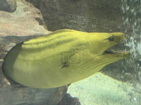 Foto de Una anguila de Moray verde - Imagen libre de derechos
