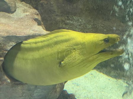 Photo for A Green Moray Eel - Royalty Free Image