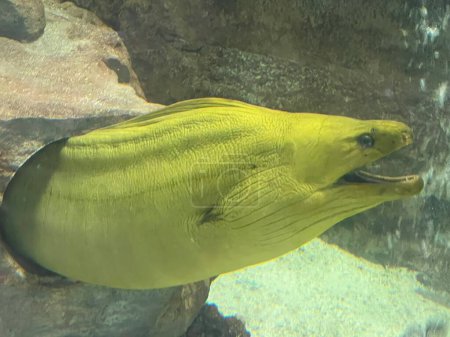 Photo for A Green Moray Eel - Royalty Free Image