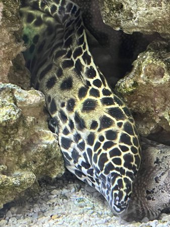 Photo for A Honeycomb Moray Eel - Royalty Free Image