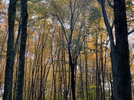 Téléchargez les photos : Couleurs d'automne en Redding, Connecticut - en image libre de droit