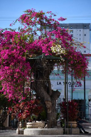Téléchargez les photos : MAZATLAN, MEXIQUE - 12 avril : Vieux Mazatlan (Centro Historico) au Mexique, vu le 12 avril 2023. - en image libre de droit