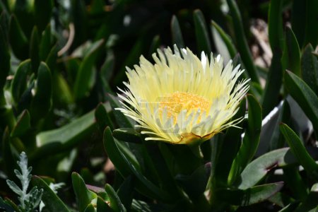 Foto de Hottentot Fig Hielo Flor de la planta - Imagen libre de derechos