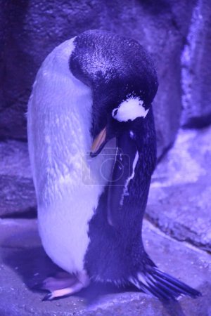 Photo for Penguin in an Aquarium - Royalty Free Image