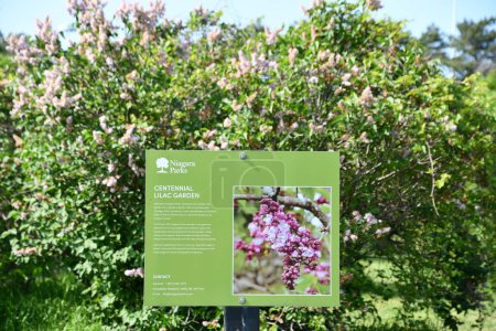 Téléchargez les photos : NIAGARA FALLS ON - 28 MAI : Centenaire Lilac Garden à Niagara Falls en Ontario, Canada, vu le 28 mai 2023. - en image libre de droit