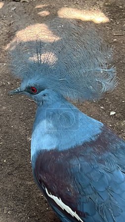 Foto de Un pájaro palomo de corona azul - Imagen libre de derechos