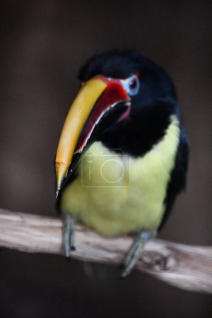 Foto de Un pájaro verde de Aracari - Imagen libre de derechos
