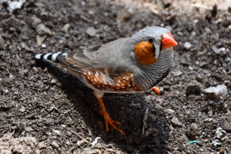 Photo for A Little Zebra Finch Bird - Royalty Free Image