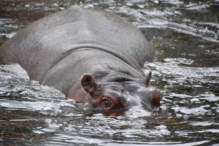 Photo for A Hippopotamus in Water - Royalty Free Image