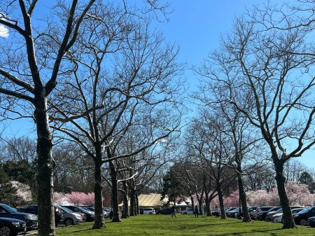 Photo for NEWARK NJ - APR 8: Cherry Blossom Festival at Branch Brook Park in Newark, New Jersey, as seen on April 8, 2022. - Royalty Free Image