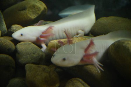 Photo for Little Axolotl in a Zoo - Royalty Free Image