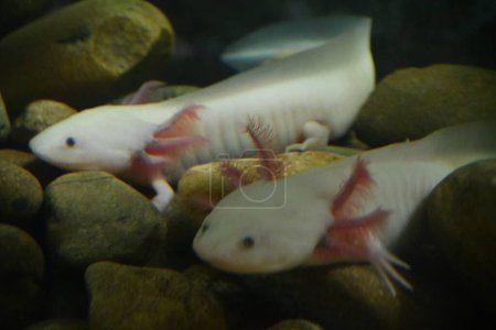 Téléchargez les photos : Petit Axolotl dans un zoo - en image libre de droit