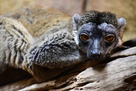 Photo for A Little Lemur Animal - Royalty Free Image