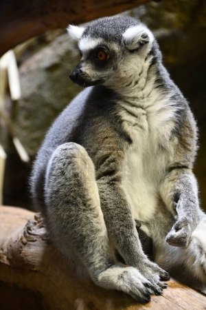 Photo for A Little Lemur Animal - Royalty Free Image