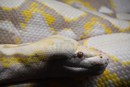 Photo for A Reticulated Python Snake - Royalty Free Image