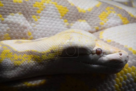 Foto de Una serpiente pitón reticulada - Imagen libre de derechos