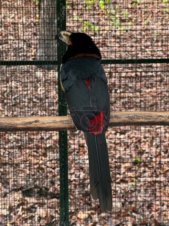 Foto de Un pájaro aracari con collar - Imagen libre de derechos