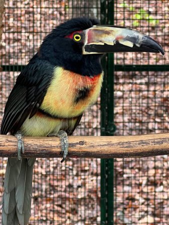 Foto de Un pájaro aracari con collar - Imagen libre de derechos