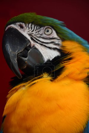Foto de Un pájaro guacamayo colorido - Imagen libre de derechos