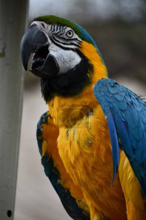 Foto de Un pájaro guacamayo colorido - Imagen libre de derechos