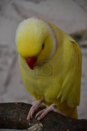 Téléchargez les photos : Un oiseau perruche coloré - en image libre de droit