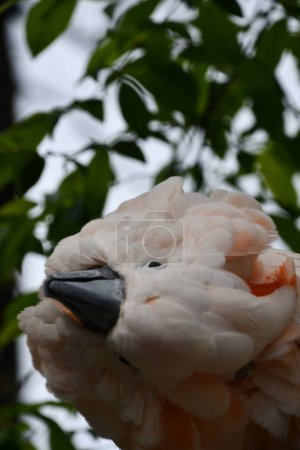 Foto de Un pájaro cacatúa con cresta de salmón - Imagen libre de derechos