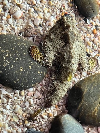 Foto de Batfish nariz larga en un acuario - Imagen libre de derechos