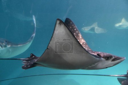 Photo for A Stingray in an Aquarium - Royalty Free Image