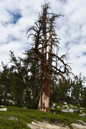 Foto de Carson Valley Vista desde una ruta de senderismo en South Lake Tahoe, California - Imagen libre de derechos
