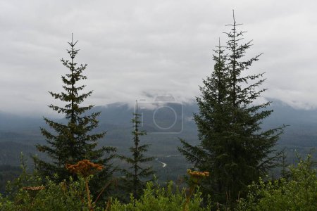 Téléchargez les photos : Forêt nationale des Tongass au sommet de la montagne Hoonah dans le détroit de Icy, Alaska - en image libre de droit