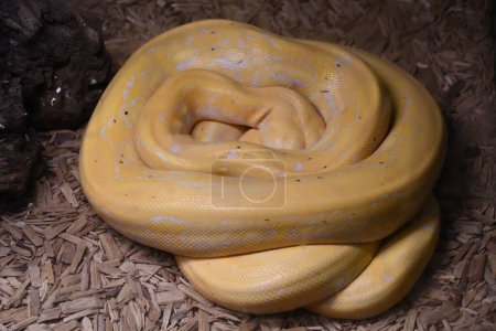 Photo for A Lavender Albino Reticulated Python - Royalty Free Image