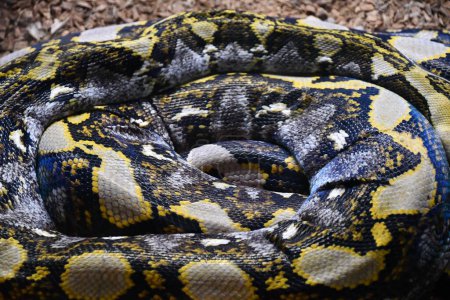 Foto de Una serpiente pitón reticulada - Imagen libre de derechos
