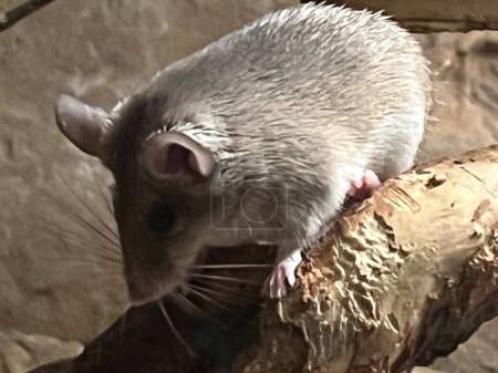 Foto de Un animal de ratón espinoso - Imagen libre de derechos