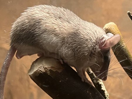 Foto de Un animal de ratón espinoso - Imagen libre de derechos