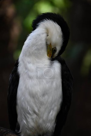 Un cormoran australien