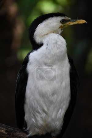 An Australian Pied Cormorant