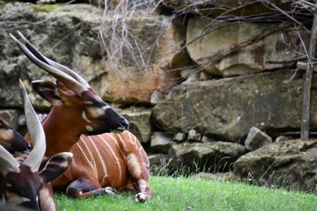 Photo for A Bongo in its Habitat - Royalty Free Image