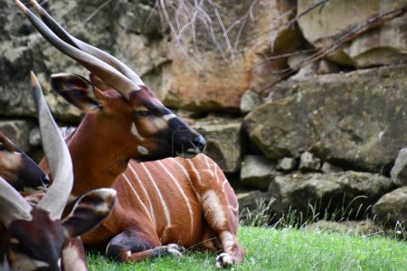 Photo for A Bongo in its Habitat - Royalty Free Image