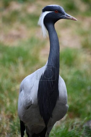 A Demoiselle Crane Bird