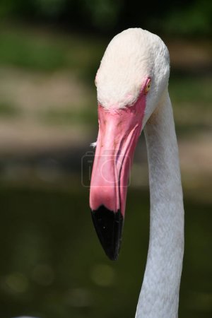 Photo for A Flamingo in its Habitat - Royalty Free Image
