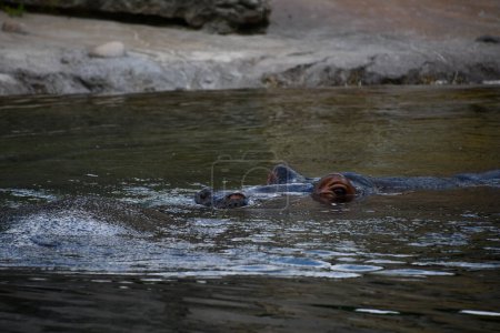 Photo for A Hippopotamus in its Habitat - Royalty Free Image