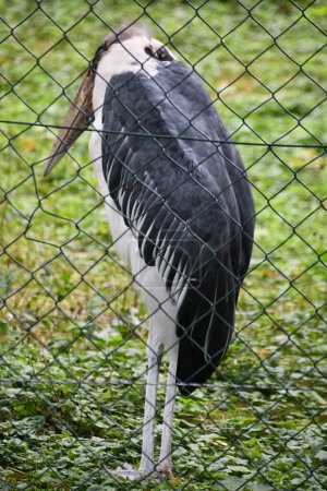A Marabou Stork in the Wild
