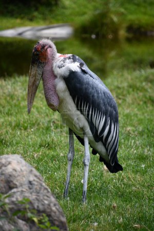 A Marabou Stork in the Wild